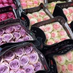 25 Pack of Roses