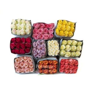 25 Pack Rose Different Colors